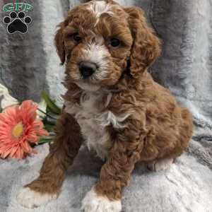 Mable, Mini Goldendoodle Puppy